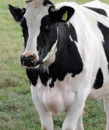 Il latte fa venire i brufoli vero o falso